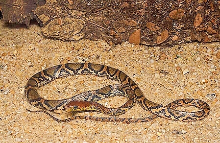 Ocellated brown snake.jpg