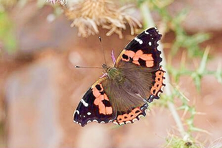 Canary red admiral.jpg