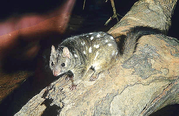 Western quoll.jpg