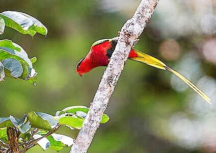 West Papuan lorikeet.jpg