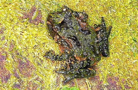 Hochstetter's frog.jpg