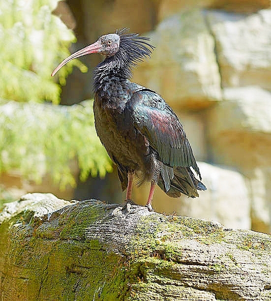 Hermit ibis.jpg