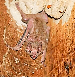 White-winged vampire bat.jpg