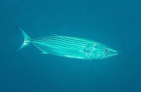 Australian bonito.jpg