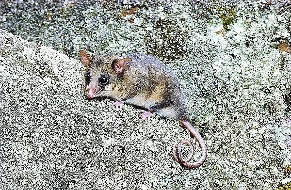 Mountain pygmy possum.jpg