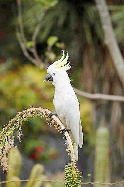 Sulphur-crested cockatoo.jpg