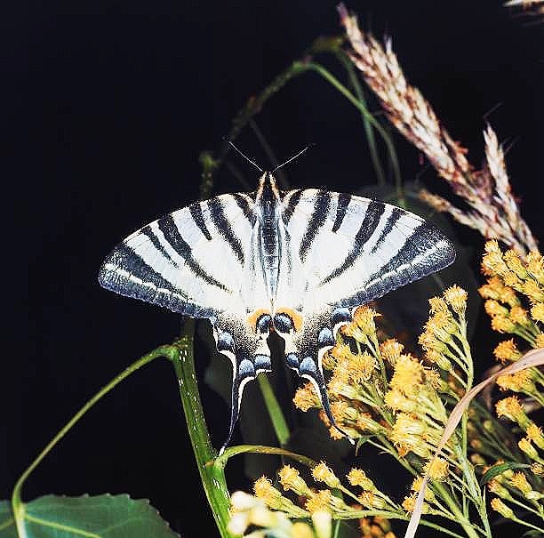 Scarce swallowtail.jpg