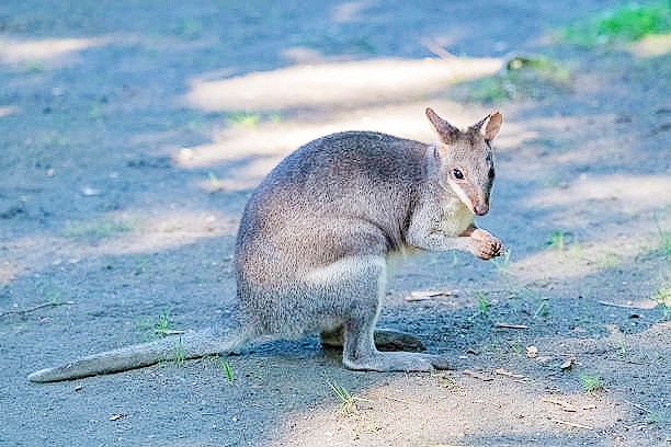 Dusky pademelon.jpg