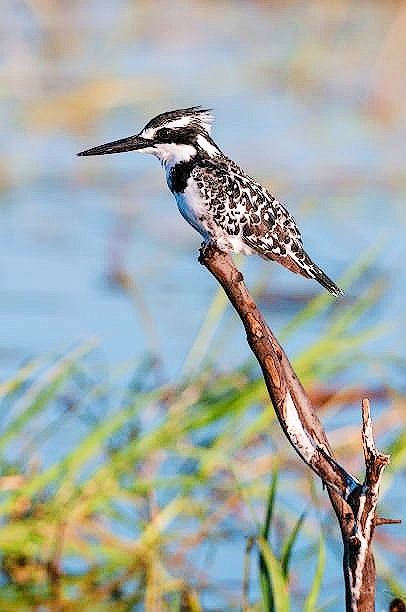 Pied kingfisher.jpg