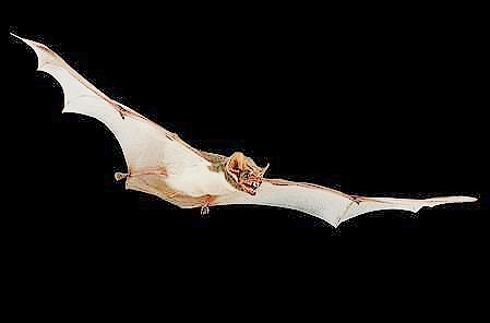 Mauritian tomb bat.jpg