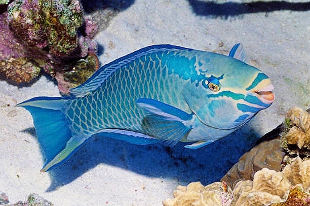 Quern parrotfish.jpg