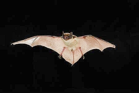 Parti-coloured bat.jpg