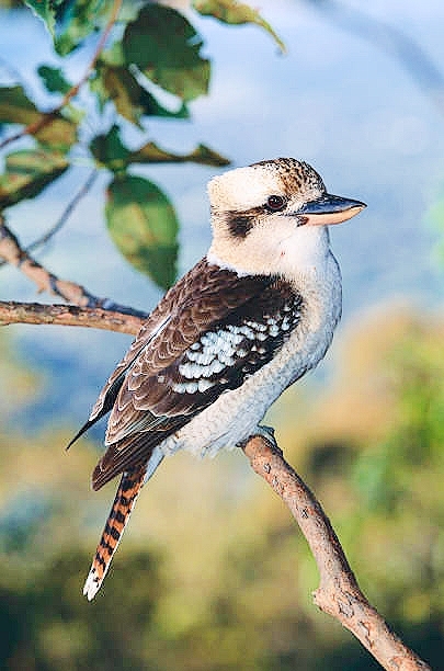 Laughing kookaburra.jpg