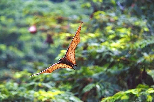 Giant golden-crowned flying fox.jpg