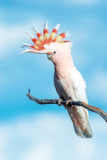 Major Mitchell's cockatoo.jpg