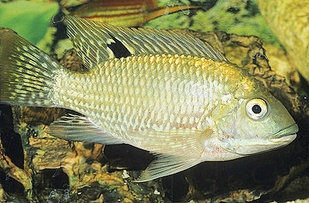 Redbelly tilapia.jpg