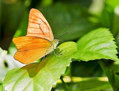 Orange albatross butterfly.jpg