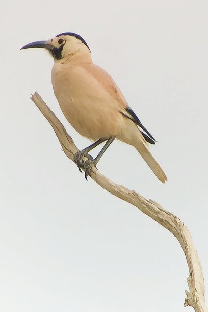 Xinjiang ground jay.jpg