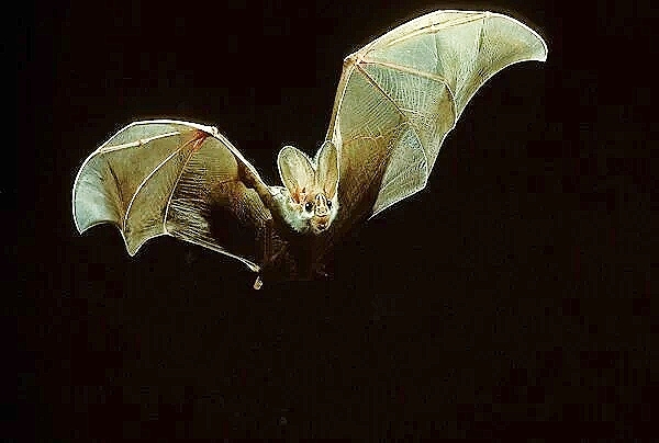 Ghost bat.jpg