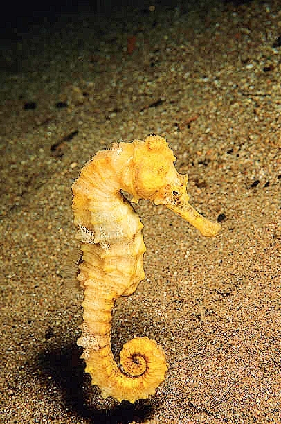 Spotted seahorse.jpg