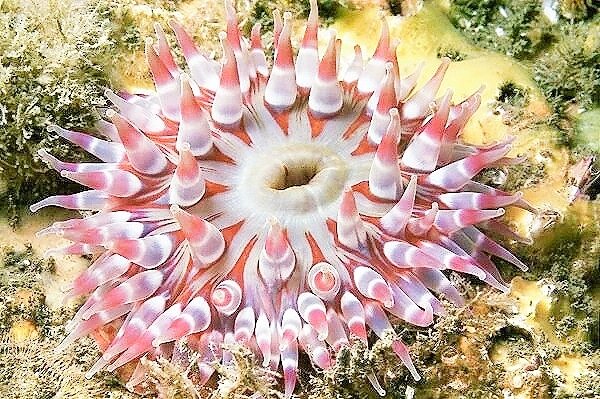 Dahlia anemone.jpg