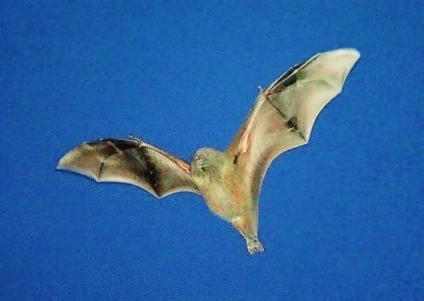 Bonin flying fox.jpg