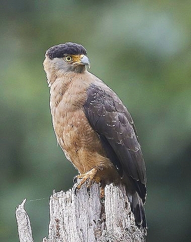 Great Nicobar serpent eagle.jpg