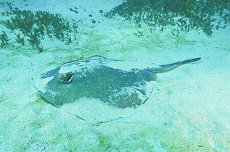 Eastern shovelnose stingaree.jpg