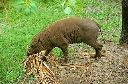 Moluccan babirusa.jpg