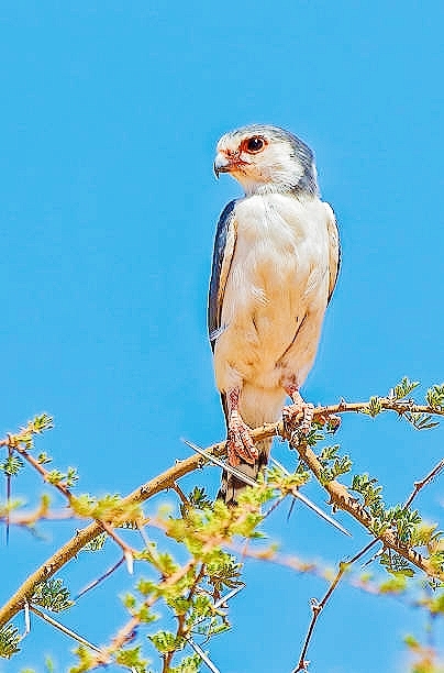 African pygmy falcon.jpg