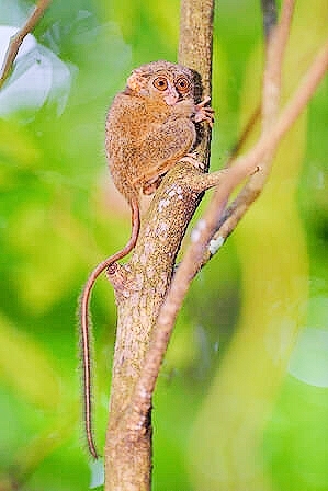 Spectral tarsier.jpg