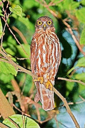 Northern boobook owl.jpg