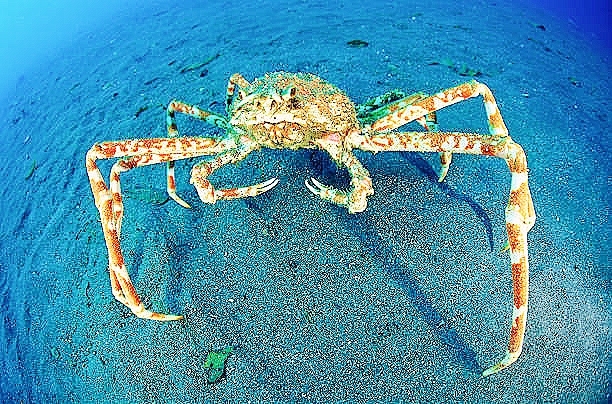 Japanese spider crab.jpg