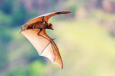 Sunda flying fox.jpg