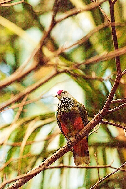 Mariana fruit dove.jpg