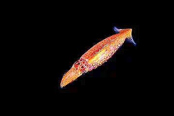 Neon flying squid.jpg