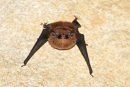 Pacific sheath-tailed bat.jpg