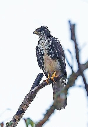 Black sparrowhawk.jpg