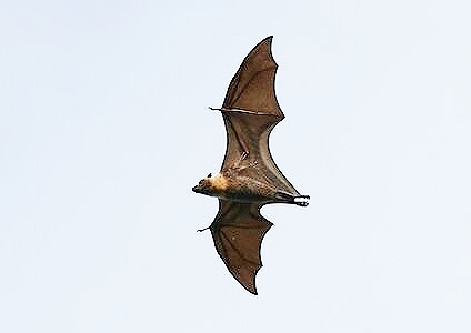 Pelew flying fox.jpg