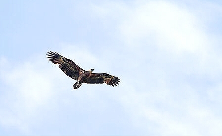 Sanford's sea eagle.jpg