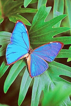 Giant blue morpho.jpg