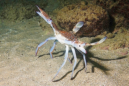 Blue swimmer crab.jpg