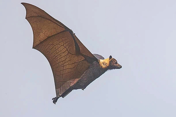 Samoan flying fox.jpg