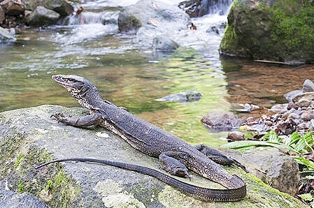 Marbled water monitor.jpg