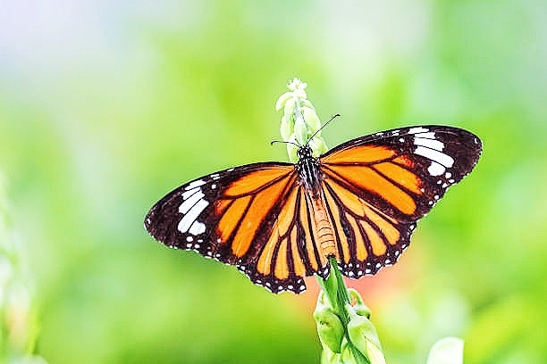 Common tiger butterfly.jpg