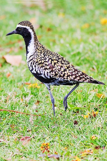 Pacific golden plover.jpg