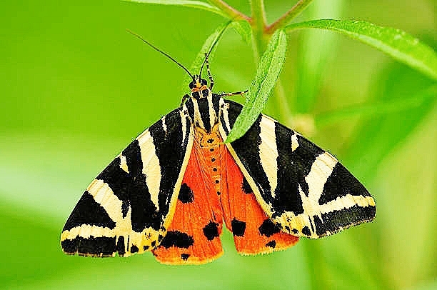 Jersey tiger moth.jpg