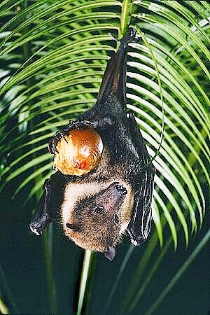 Mariana flying fox.jpg