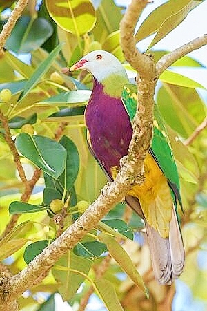 Wompoo fruit dove.jpg