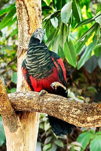 Pesquet's parrot.jpg